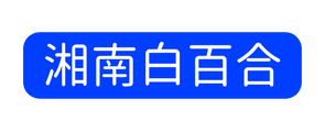 湘南白百合